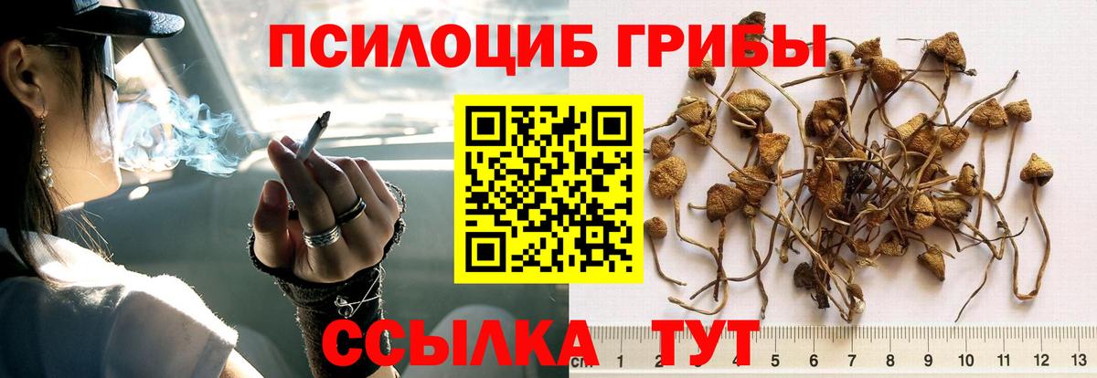 Кулебаки  Псилоцибиновые грибы мицелий  Псилоцибиновые грибы прущие грибы  Вход с VPN 